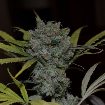 CBD Sweet and Sour Widow Régulier