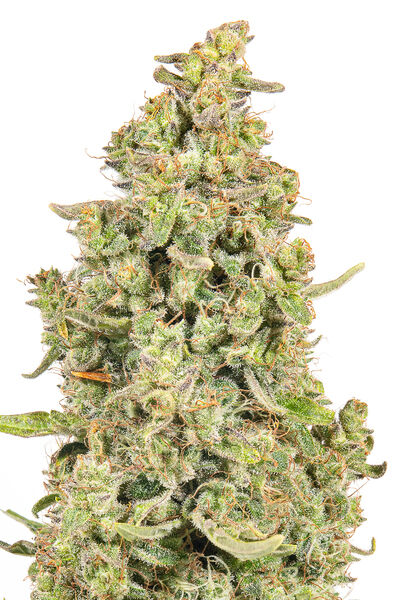 Jym's Lemon Q