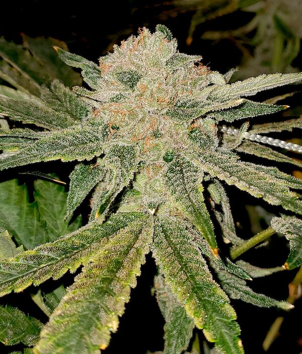 Graines de cannabis Gelato Kiss féminisées de Elev8 Seeds pour intérieur et extérieur – image 2