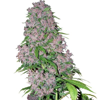 Purple Bud