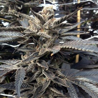 Starkiller OG