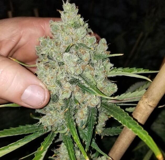 Cannabissamen Russell Regulär von Lucky Dog Cannabis Co. für Indoor und Outdoor – Bild 2