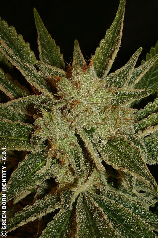 Graines de cannabis Bubble Gum féminisées de Serious Seeds pour intérieur et extérieur – image 3