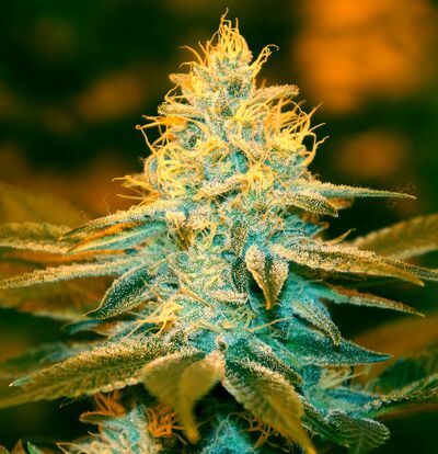 Strawberry Glue
