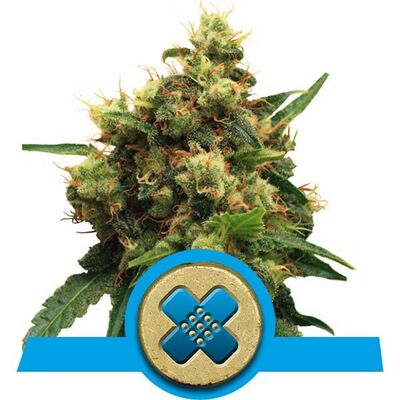 Painkiller XL