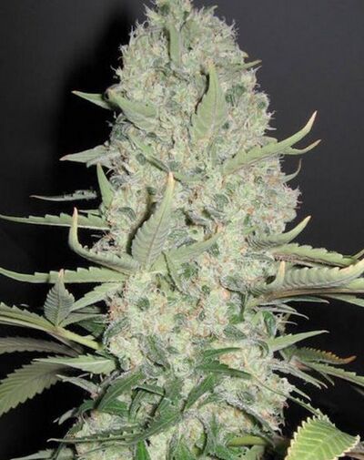 White Widow x Big Bud