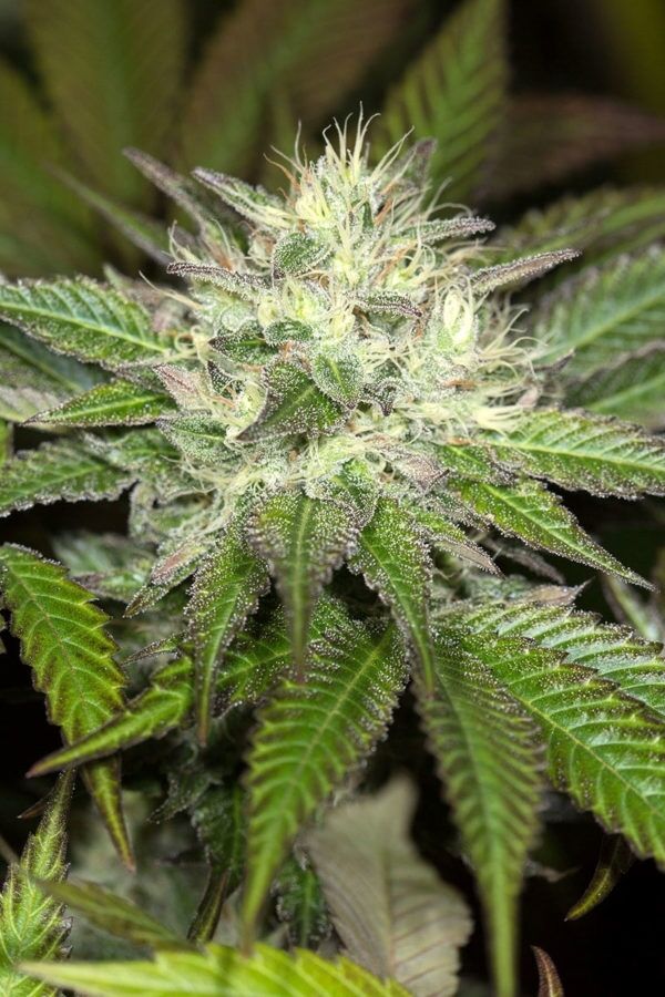 Graines de cannabis Sapphire OG féminisées de Humboldt Seed Org. pour intérieur et extérieur – image 2
