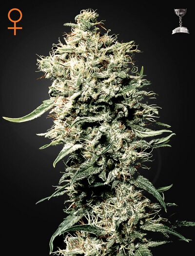 White Rhino