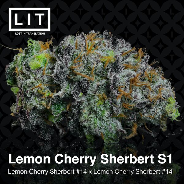 Cannabissamen Lemon Cherry Sherbert S1 feminisiert von LIT Farms – Bild 2