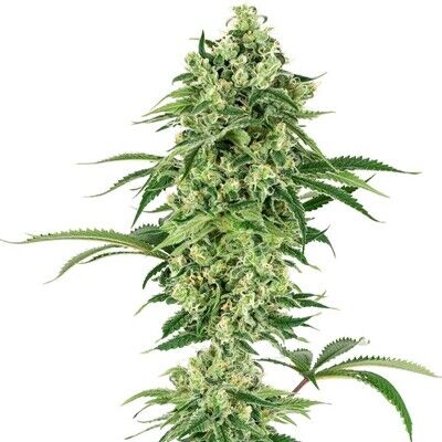 Nicole Hindu Kush