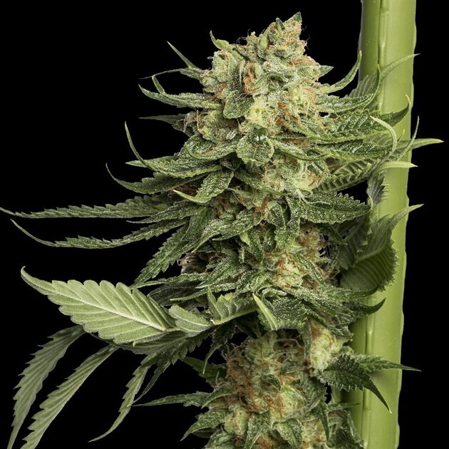 24K Gold feminised cannabis seeds by DNA Genetics for indoor and outdoor – image 2