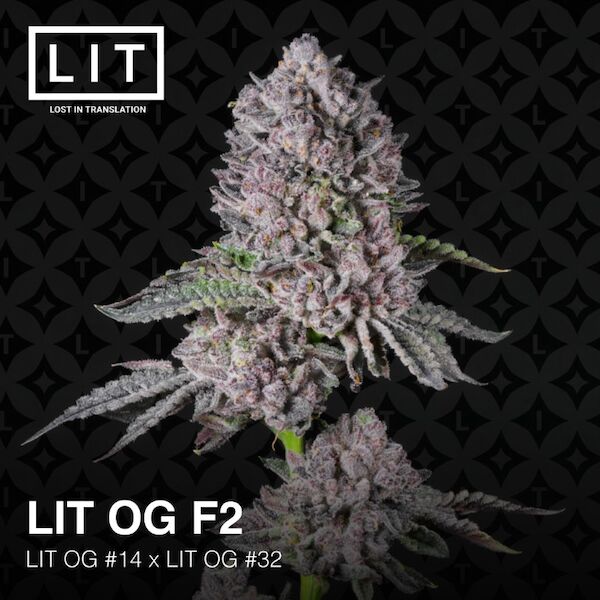 Graines de cannabis LIT OG féminisées de LIT Farms – image 4
