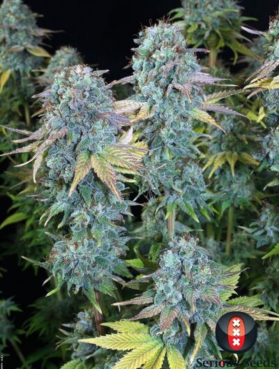 Serious Happiness Regulär