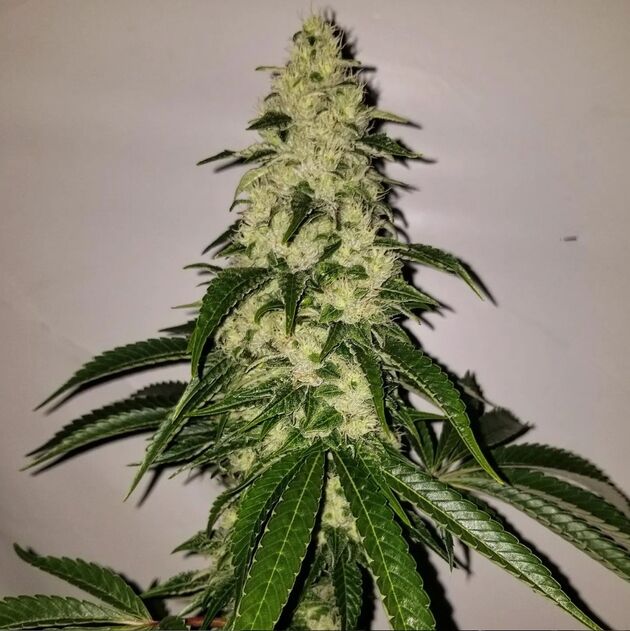 Cannabissamen Chasca Regulär von Lucky Dog Cannabis Co. für Indoor und Outdoor – Bild 5