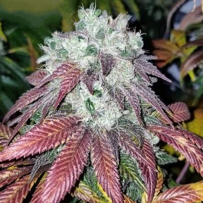 Sunshine Biscuits Regular