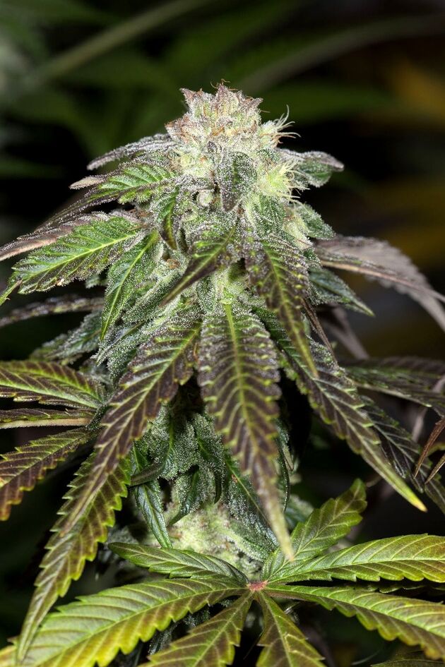 Graines de cannabis OG Kush féminisées de Humboldt Seed Org. pour intérieur et extérieur – image 4