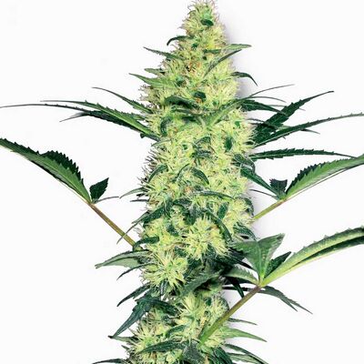 White Diesel