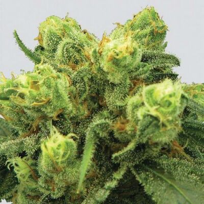 Big Bud aka P-99