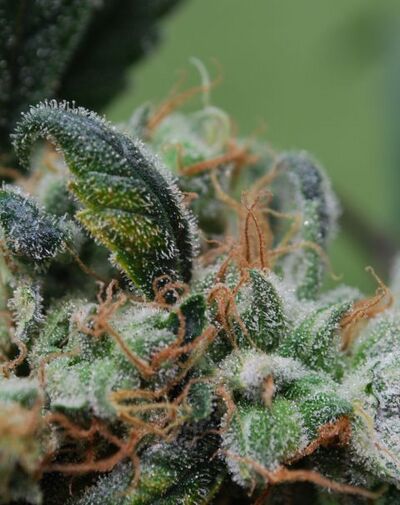 Blueberry Cheesecake