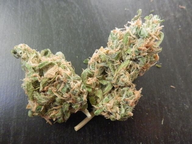 Cannabissamen Courtesy F2 Regulär von Helvetic Seeds für Indoor und Outdoor – Bild 2