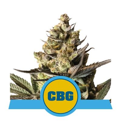 Auto Royal CBG