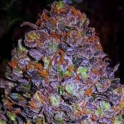 Auto Purple Haze