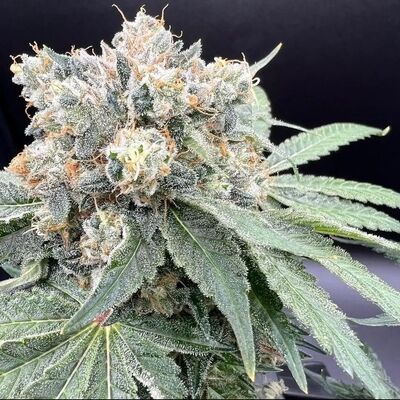 Hunza Valley 91 Régulier