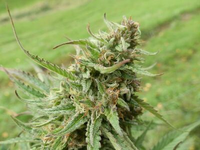 NLX x Purpurea 09 Regulär