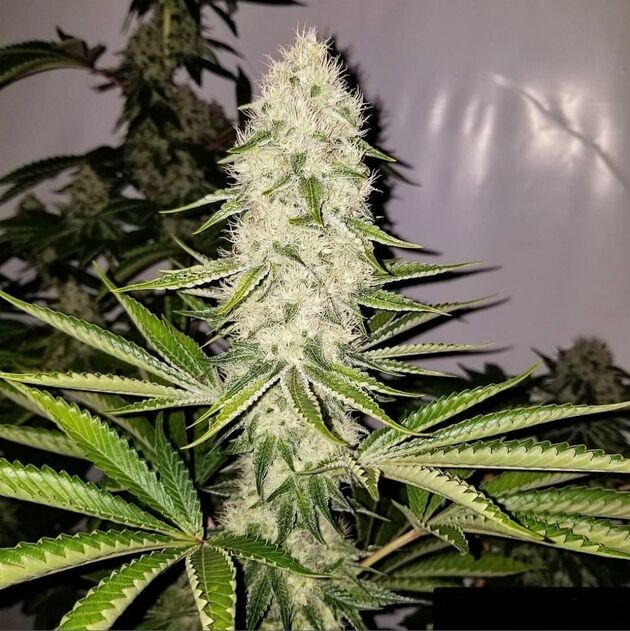 Cannabissamen Bohemian Highway Regulär von Lucky Dog Cannabis Co. für Indoor und Outdoor – Bild 5