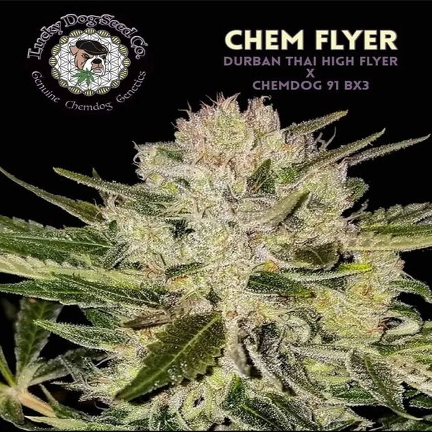 Cannabissamen Chem Flyer Regulär von Lucky Dog Cannabis Co. für Indoor und Outdoor – Bild 2