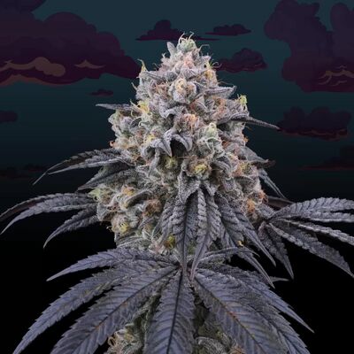 Peach Clouds