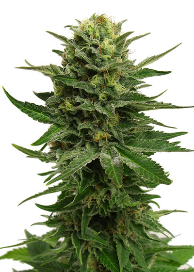 Blue Mystic
