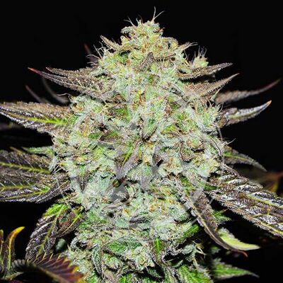 Purple Mango Kush