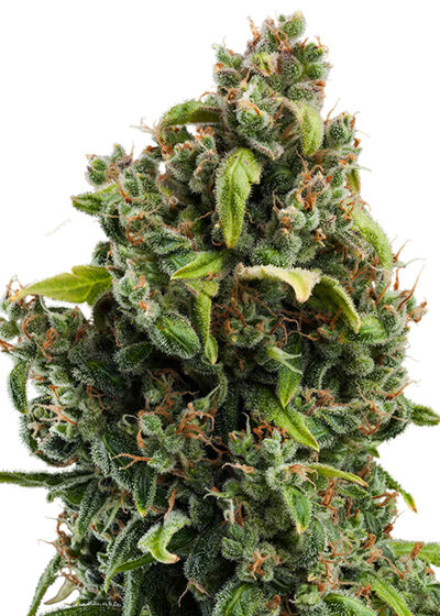 Candy Kush Express - Fast Version