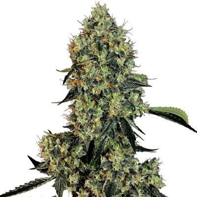 OG Kush