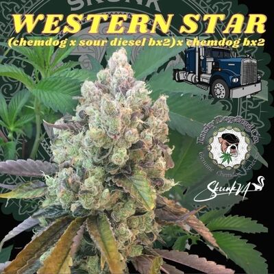 Western Star Regular