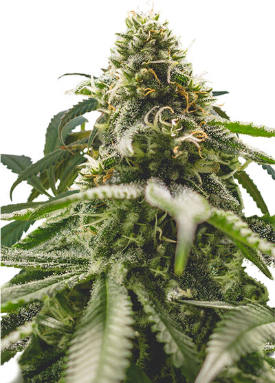 Green Crack Punch aka Green Punch