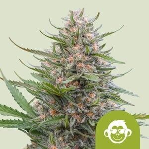 Auto Grape Ape