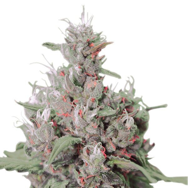 Cannabissamen Auto Royal Creamatic feminisiert von Royal Queen Seeds für Indoor und Outdoor – Bild 2