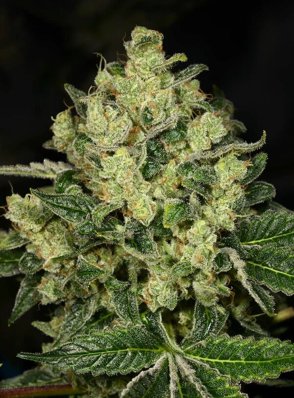Graines de cannabis Trunk Funk féminisées de Archive Seedbank pour intérieur et extérieur – image 2