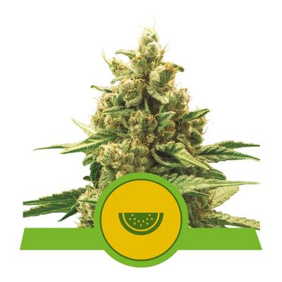 Auto Watermelon