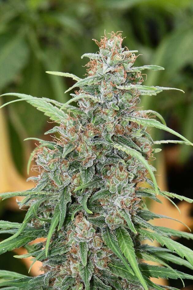 Graines de cannabis Fast N' Glorious Régulier de Mandala Seeds pour intérieur et extérieur