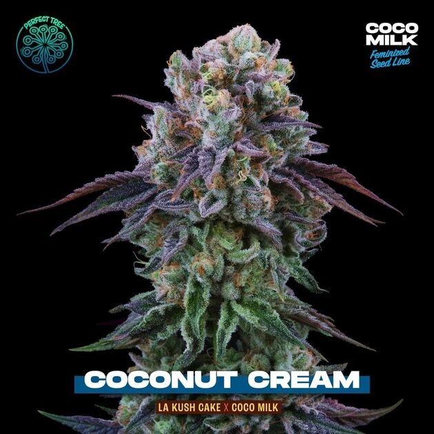 Cannabissamen Coconut Cream feminisiert von Perfect Tree Seeds für Indoor und Outdoor – Bild 3