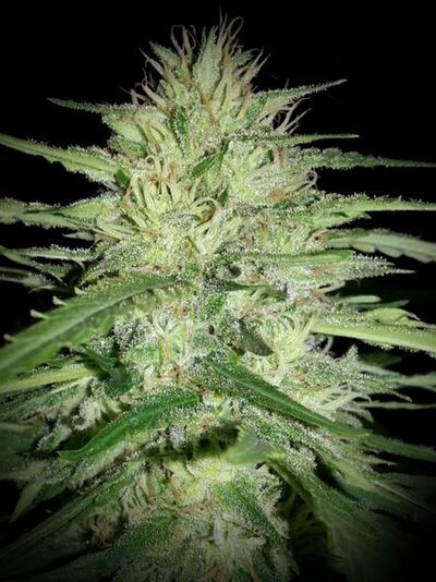 Juanita La Lagrimosa