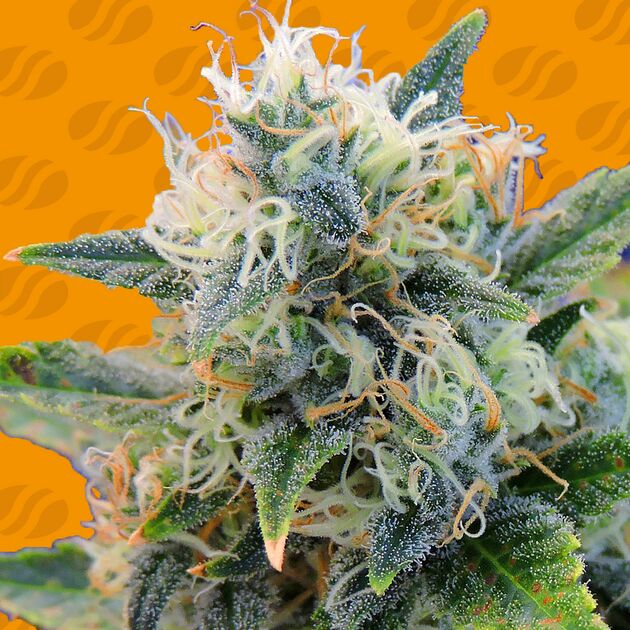 Graines de cannabis Girl Scout Cookies féminisées de Original Sensible Seeds pour intérieur et extérieur