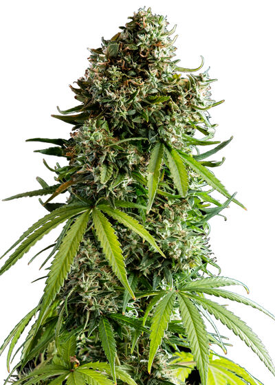 Auto NYC Sour D (Tyson 2.0)