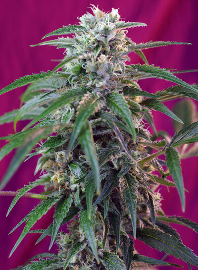 Auto Green Poison