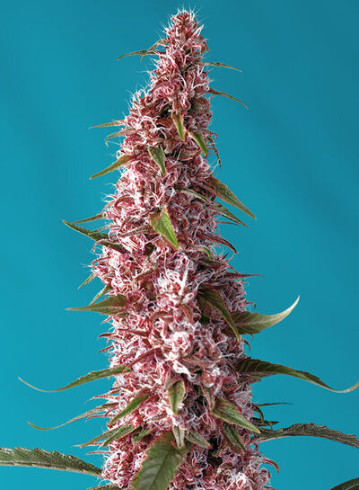 Auto Red Pure CBD