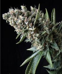 Auto Nefertiti feminised cannabis seeds by Pyramid Seeds for indoor and outdoor – image 2