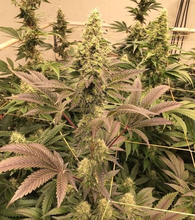 Cannabissamen Trop Dog Regulär von Lucky Dog Cannabis Co. für Indoor und Outdoor – Bild 2